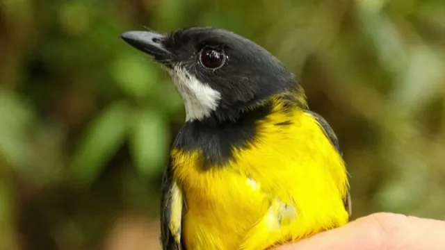 Black headed bird with yellow belly and white throat.