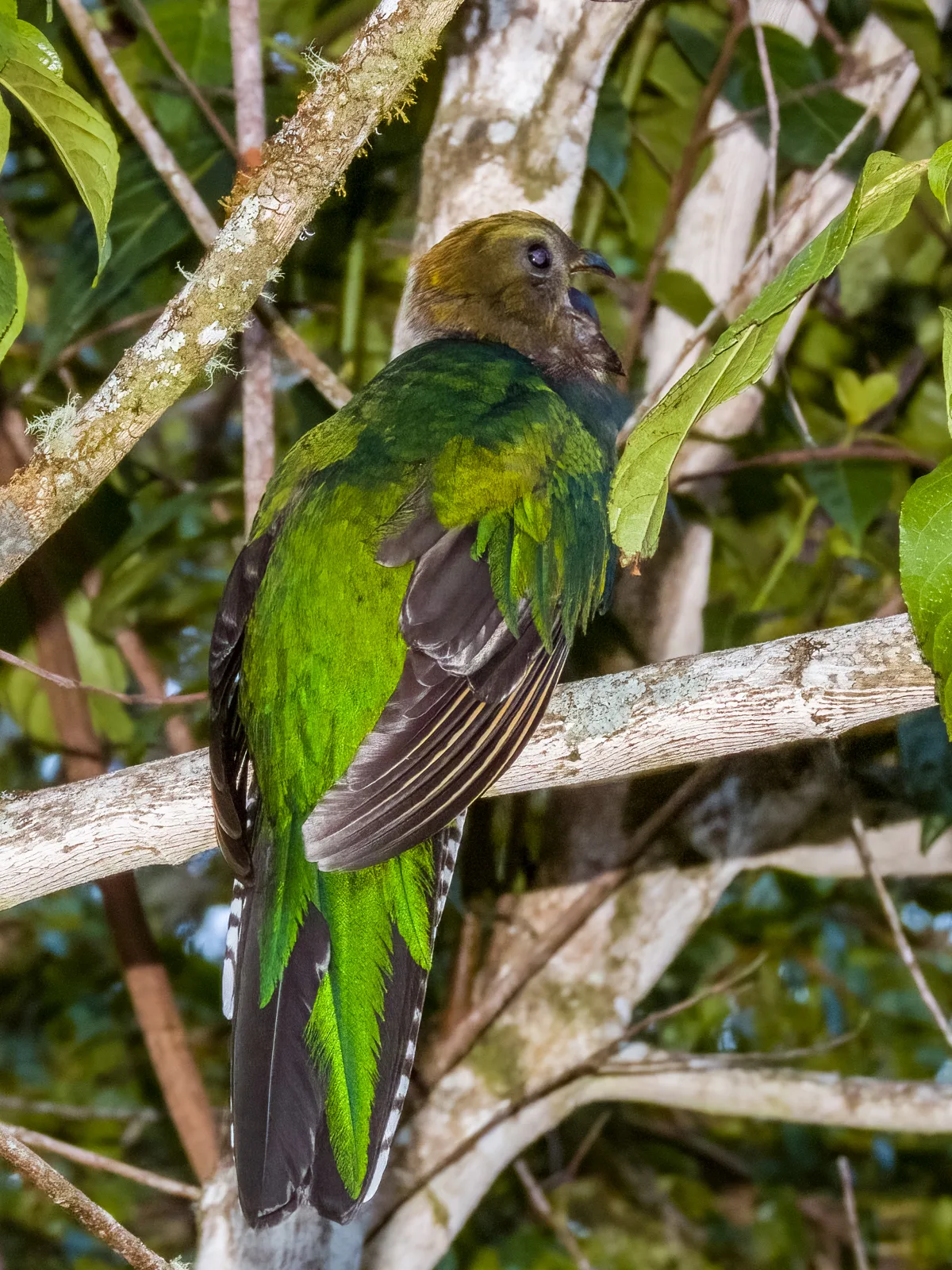 Large bright green forest bird with dark wings.