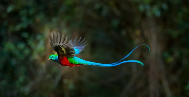 Colorful bird in flight with bright green plumage, red belly and very long tail feathers.