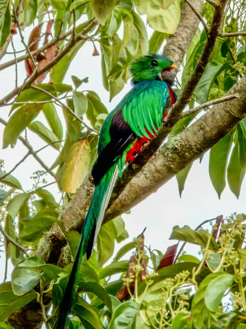 Large bright green bird with dark wings and very long tail streamers.