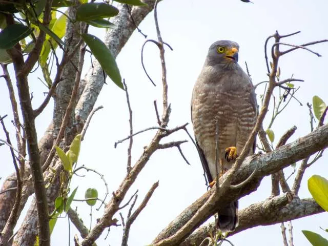 Large bird of prey with gray head and rufous barred front.