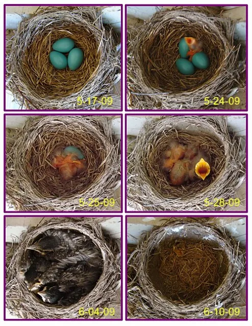 American Robin nest showing eggs to fledging.