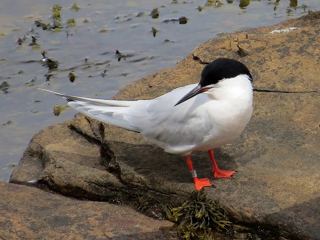 Elegant pale gray tern with black cap and red legs.
