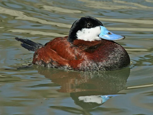 Bright brown duck with white cheeks and brilliant blue bill.