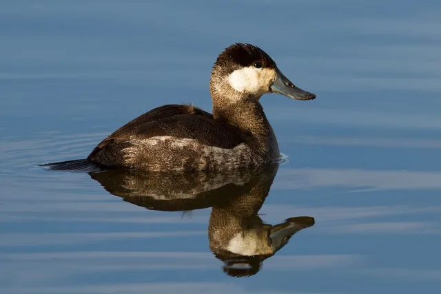 Drab, plain dark brown duck with white cheeks.