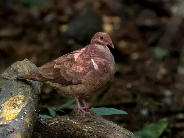 Large plump dove with brown purple plumage.