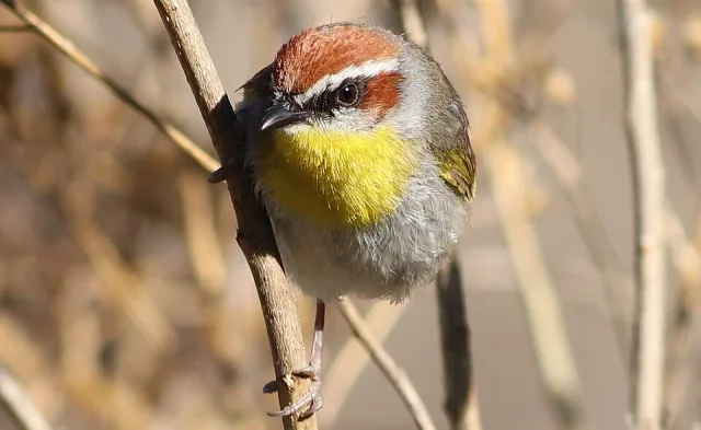 Small gray bird with yellow throat and rufous cap with white brow.