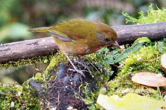 Small brown bird with rufous nape and gray face.