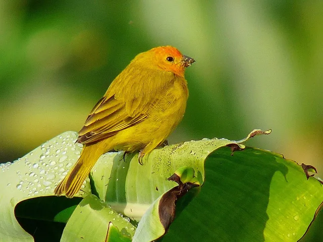 Dark yellow finch with olive wing bars.