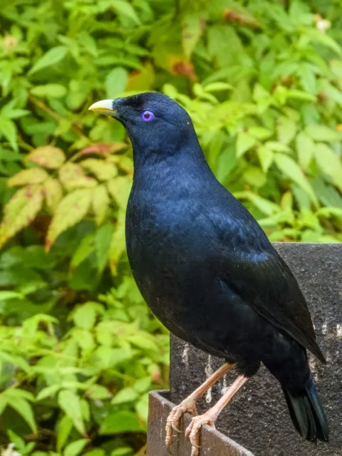 A large glossy blue songbird with yellow bill and pink eye.