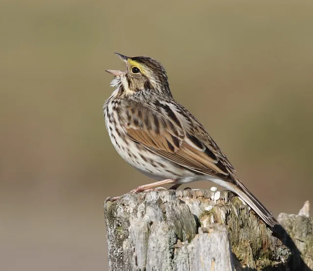 Small streaky sparrow on a stump.