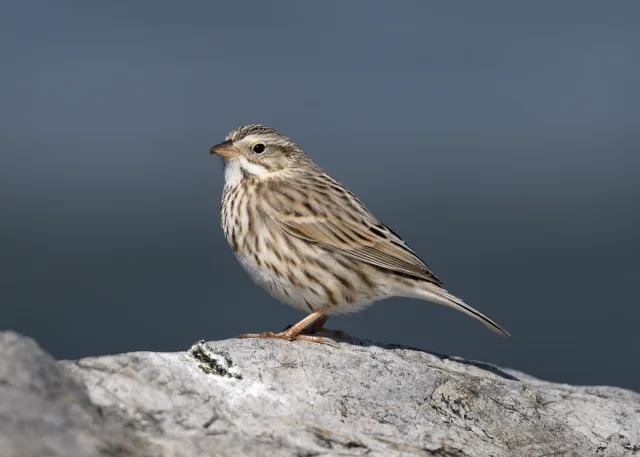 Small streaky sparrow on a rock.