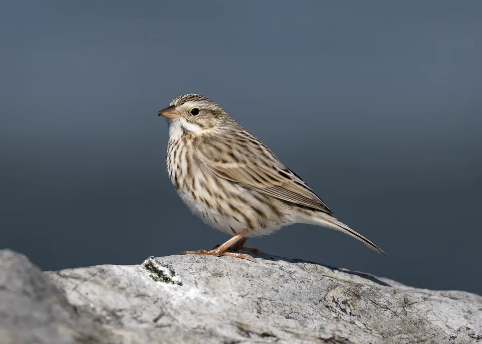 Small streaky sparrow on a rock.
