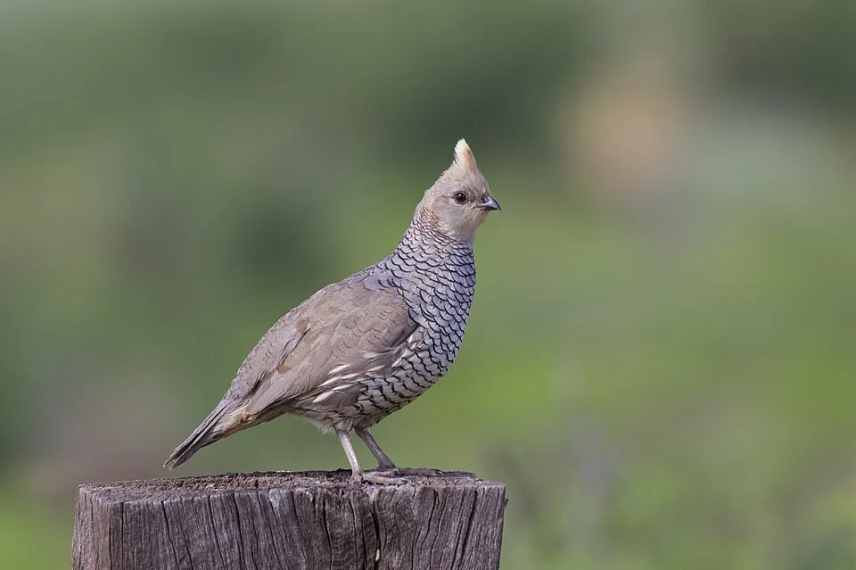 Game bird with striking brown, cream and gray patterning.