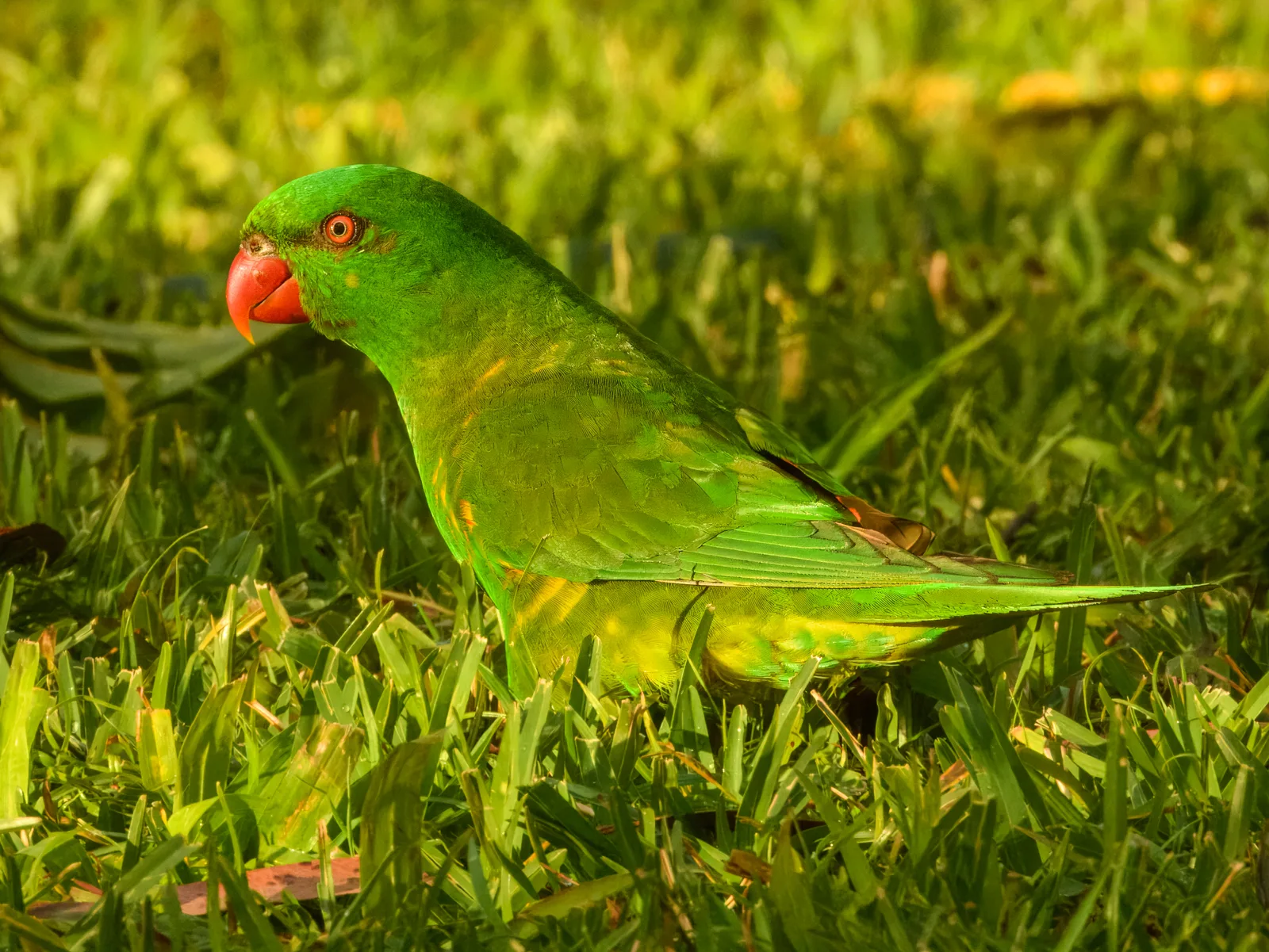 Small and brilliantly green parrot with yellow scaling on the breast.