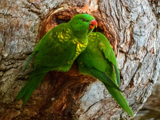 Small and brilliantly green parrot with yellow scaling on the breast.