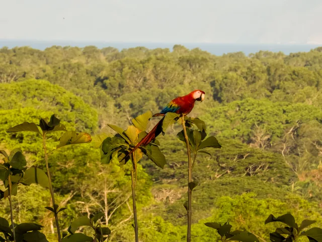 Huge red parrot with white cheeks set against a rainforest background.