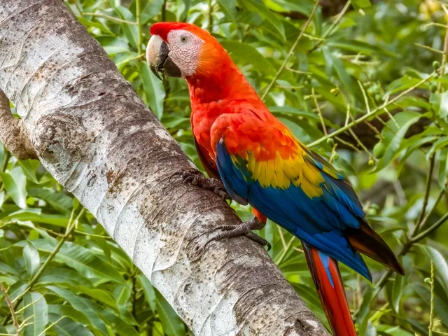 Huge parrot with red head and body and blue wings.