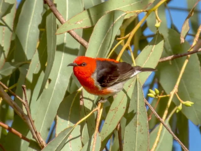 Tiny songbird with brilliant red head and black wing tips.