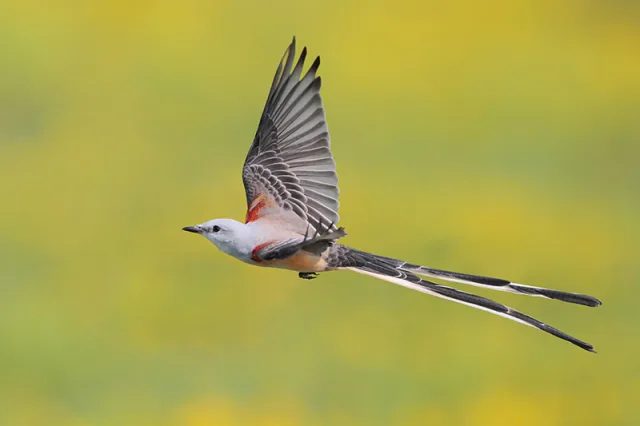 Large gray bird with darker wings, rufous flanks and long forked tail.