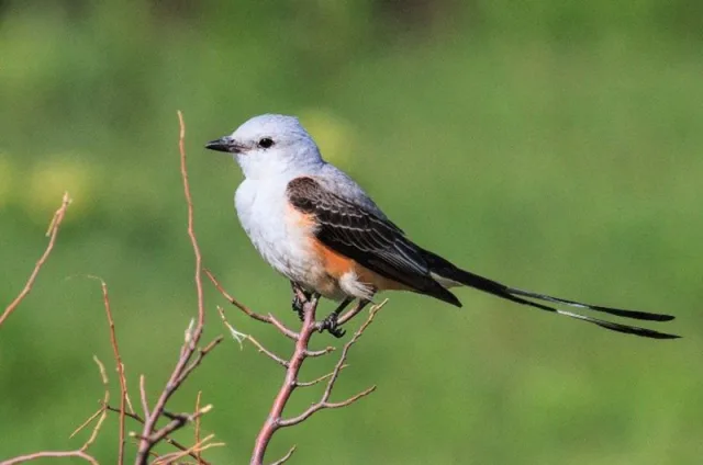 Large gray bird with darker wings, rufous flanks and long forked tail.