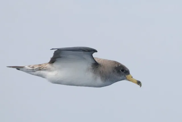 A white bellied seabird with yellow bill in flight.
