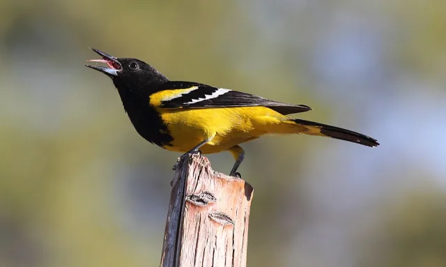 Large black and yellow songbird.