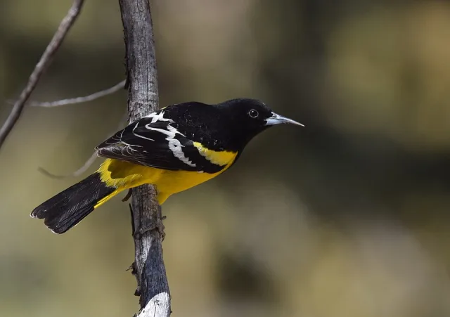 Large black and yellow songbird.