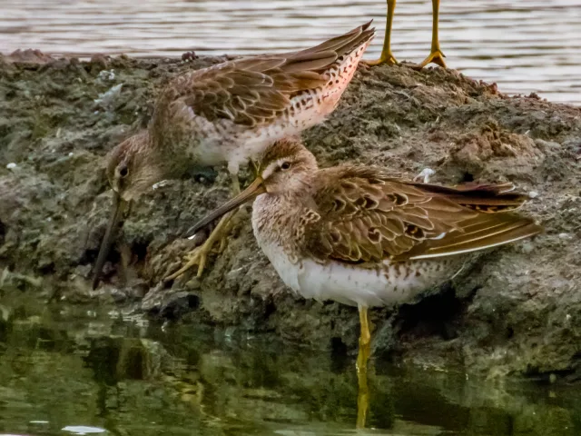 Plump wading bird with pale belly and thick bill.