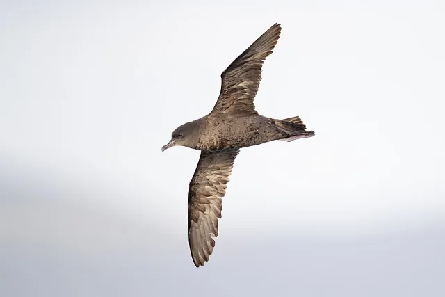 Small brown seabird in flight.