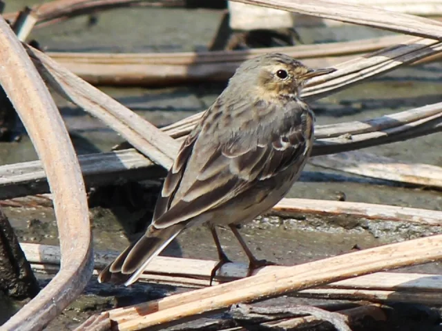 A brown and cream streaky small bird in reeds.