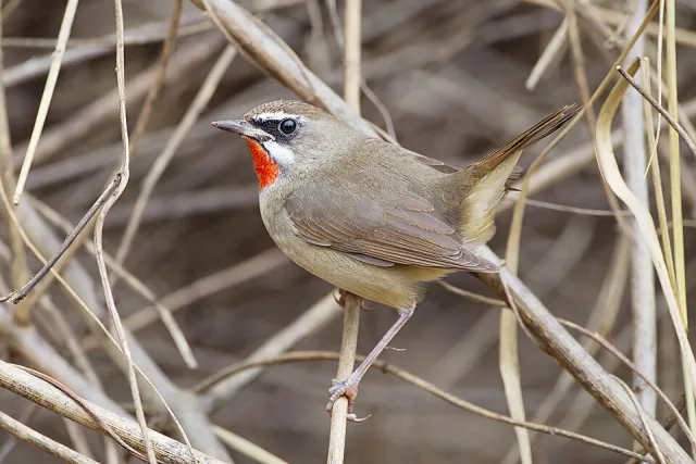 Plain brown songbird with white cheeks and bright red throat.