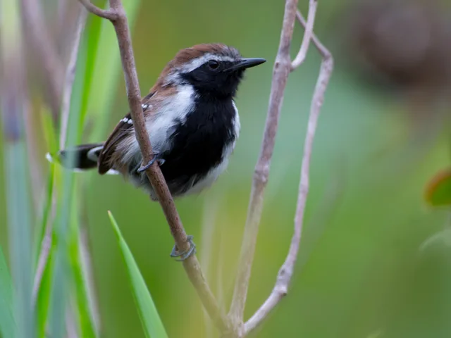 Brown bird with white flanks and black chest and belly.