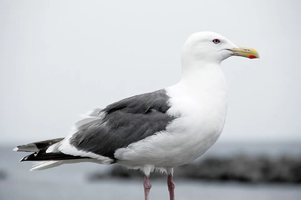 Large gull with white head and breast, gray back and red spot on a yellow bill.
