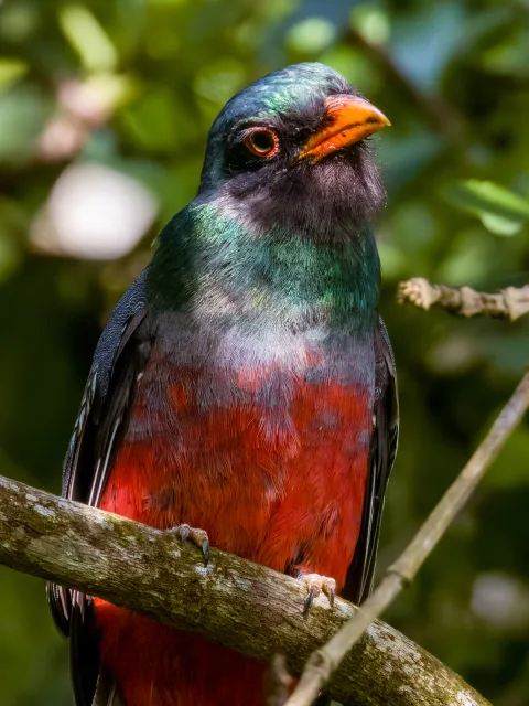 Large green forest bird with red belly and orange bill.