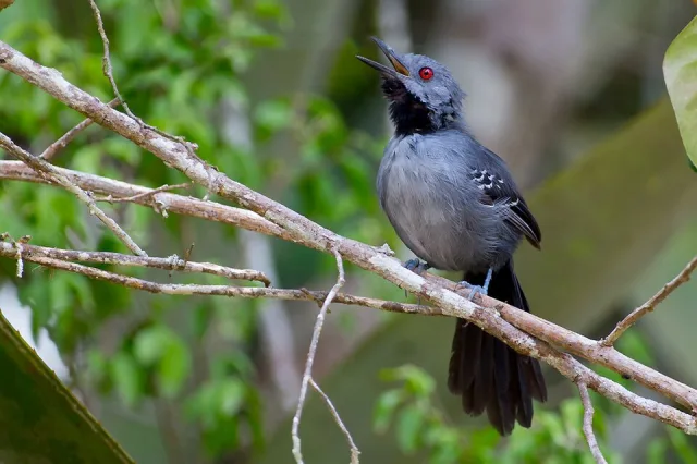 Grey bird with red eye and black throat.