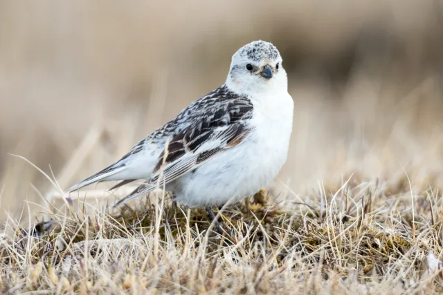 Small largely white finch with brown back and patchy head.