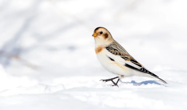 Small largely white finch with brown back and patchy head.