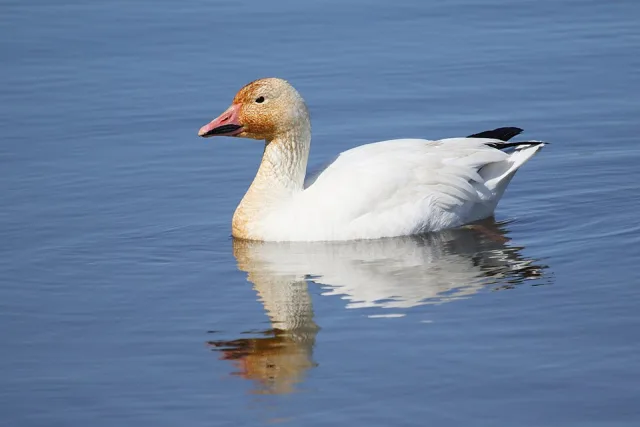 Small white goose with orange bill.