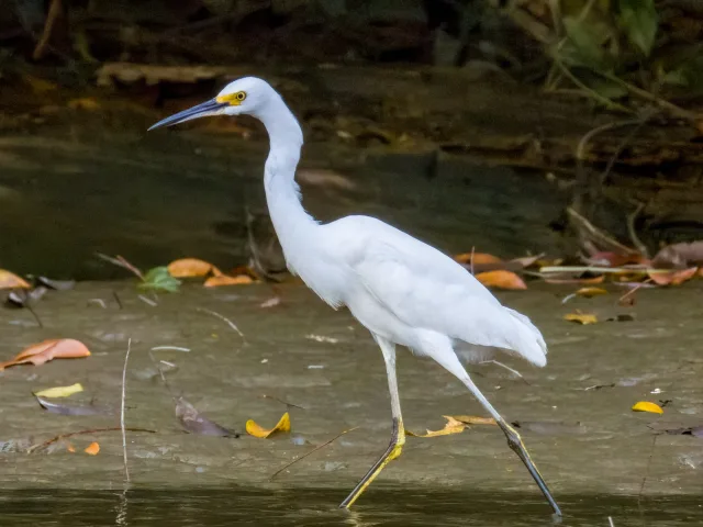 White heron with black and yellow bill and legs.