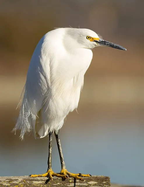 Small white egret with dark bill and legs.