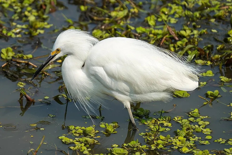 Small white egret with dark bill and legs.