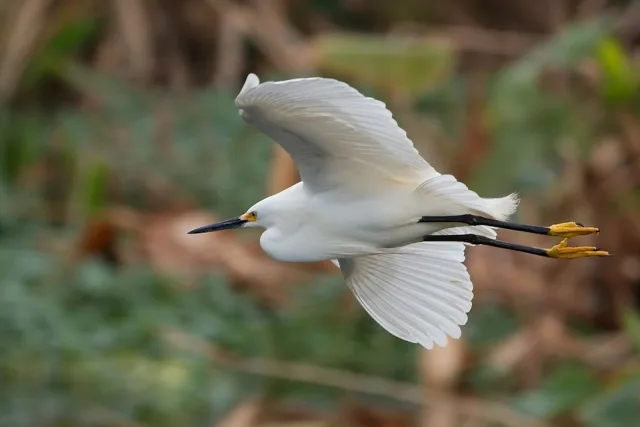 Small white egret with dark bill and legs.