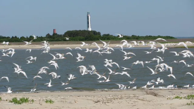 South Carolina Cape Romain NWR Scene