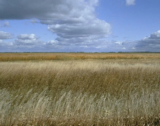 South Dakota Sand Lake NWR Scene