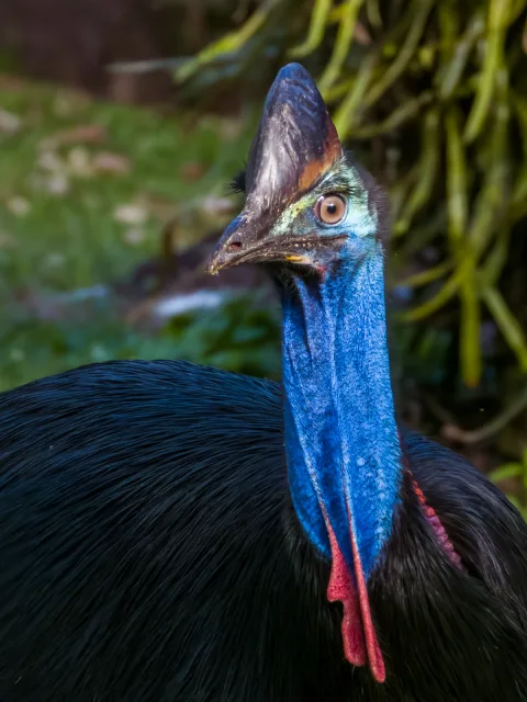 Huge flightless bird with black body and long blue neck.