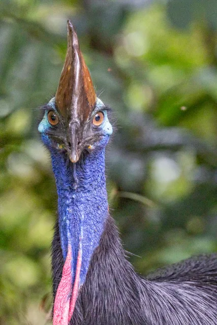 Huge flightless bird with black body and long blue neck.