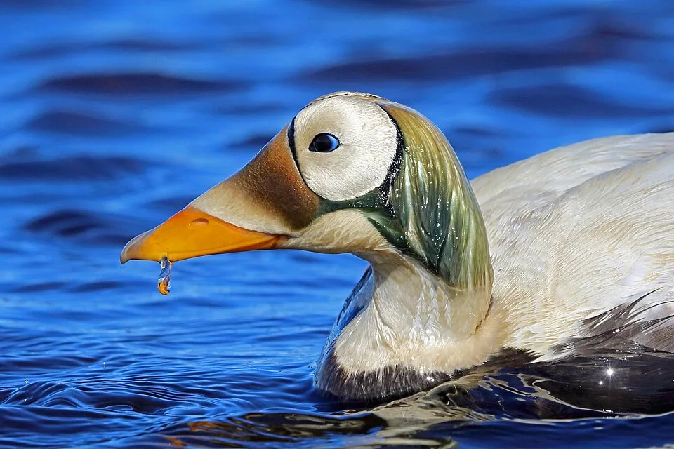 Unusual black and white duck with green nape, big white eye patches and orange bill.