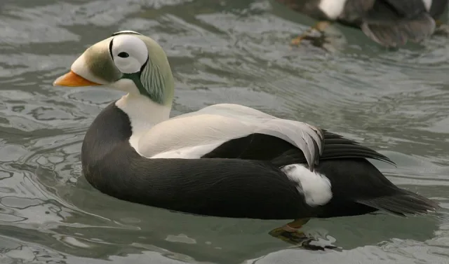 Unusual black and white duck with green nape, big white eye patches and orange bill.