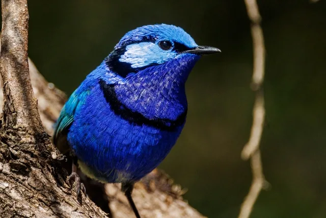 Tiny brilliant blue songbird with black collar.